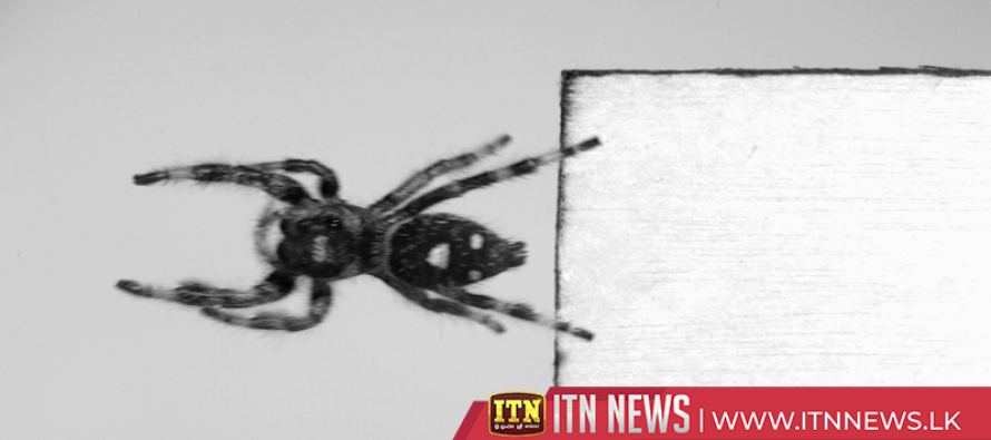 Scientists train spider to jump on demand