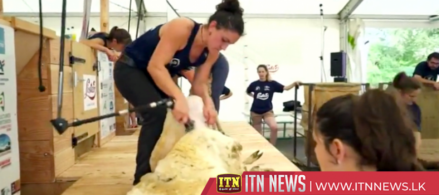 Shearers attempt to shave 2,500 sheep in 24 hours at French competition