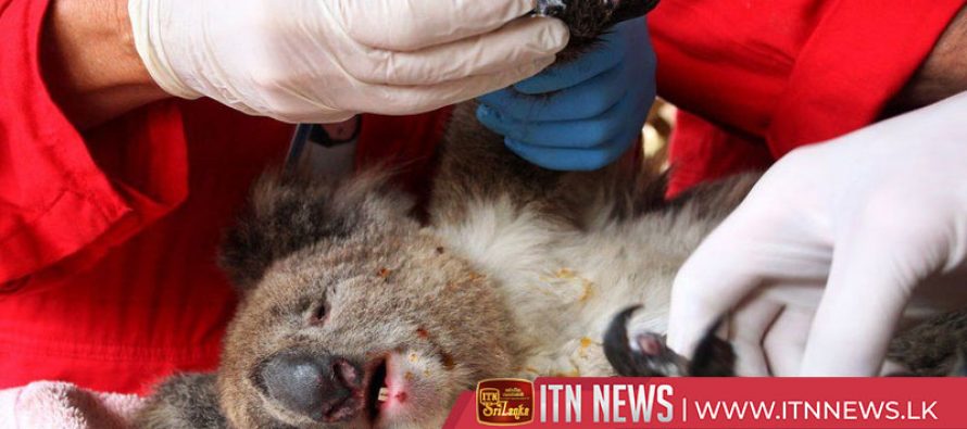 Save the koalas: two Australian volunteers on a mission